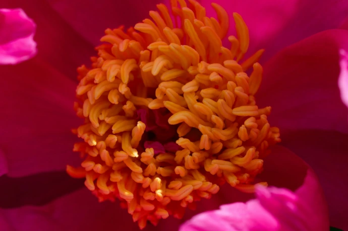 Close-up view of a vibrant pink flower's center.